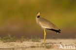 African wattled lapwing