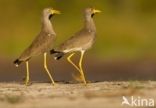 African wattled lapwing