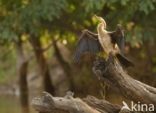 African Darter (Anhinga rufa)