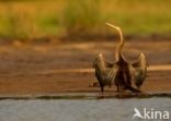 African Darter (Anhinga rufa)