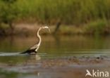 Afrikaanse slangenhalsvogel (Anhinga rufa)