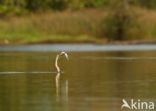 African Darter (Anhinga rufa)