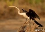 Afrikaanse slangenhalsvogel (Anhinga rufa)