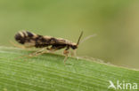 Agraylea multipunctata