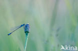 Azure Damselfly (Coenagrion puella)