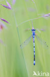 Azure Damselfly (Coenagrion puella)