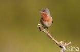 Subalpine Warbler (Sylvia cantillans)