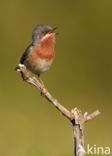 Subalpine Warbler (Sylvia cantillans)