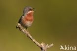 Subalpine Warbler (Sylvia cantillans)