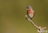 Subalpine Warbler (Sylvia cantillans)