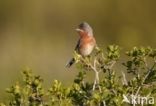 Subalpine Warbler (Sylvia cantillans)