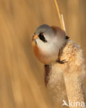 Bearded Reedling (Panurus biarmicus)