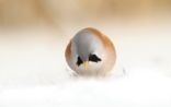 Bearded Reedling (Panurus biarmicus)