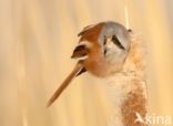 Bearded Reedling (Panurus biarmicus)