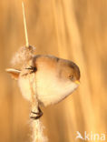 Bearded Reedling (Panurus biarmicus)