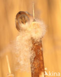 Bearded Reedling (Panurus biarmicus)