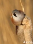 Bearded Reedling (Panurus biarmicus)