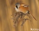 Bearded Reedling (Panurus biarmicus)