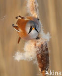 Bearded Reedling (Panurus biarmicus)