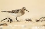 Baird s Sandpiper (Calidris bairdii)