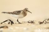 Bairds Strandloper (Calidris bairdii)