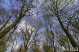 Beech (Fagus sylvatica)