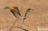 Southern Carmine Bee-eater (Merops nubicoides)