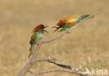 Southern Carmine Bee-eater (Merops nubicoides)