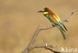 Southern Carmine Bee-eater (Merops nubicoides)