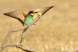 Southern Carmine Bee-eater (Merops nubicoides)