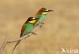 Southern Carmine Bee-eater (Merops nubicoides)