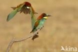 Southern Carmine Bee-eater (Merops nubicoides)