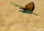 Southern Carmine Bee-eater (Merops nubicoides)