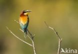 Southern Carmine Bee-eater (Merops nubicoides)