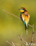 Southern Carmine Bee-eater (Merops nubicoides)