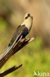 Blauwbuikscharrelaar (Coracias cyanogaster)