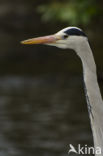 Grey Heron (Ardea cinerea)