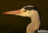 Blauwe Reiger (Ardea cinerea)