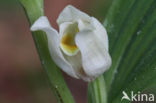 Bleek bosvogeltje (Cephalanthera damasonium)