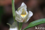 Bleek bosvogeltje (Cephalanthera damasonium)