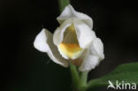 Bleek bosvogeltje (Cephalanthera damasonium)