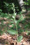 Bleek bosvogeltje (Cephalanthera damasonium)