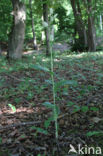 Bleek bosvogeltje (Cephalanthera damasonium)