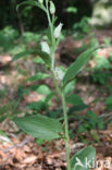 Bleek bosvogeltje (Cephalanthera damasonium)