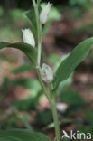 Bleek bosvogeltje (Cephalanthera damasonium)