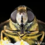 drone fly (Eristalis tenax)