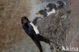 Boerenzwaluw (Hirundo rustica)