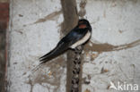 Boerenzwaluw (Hirundo rustica)