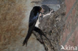 Boerenzwaluw (Hirundo rustica)