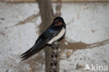 Boerenzwaluw (Hirundo rustica)